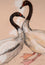 Black-necked Swans