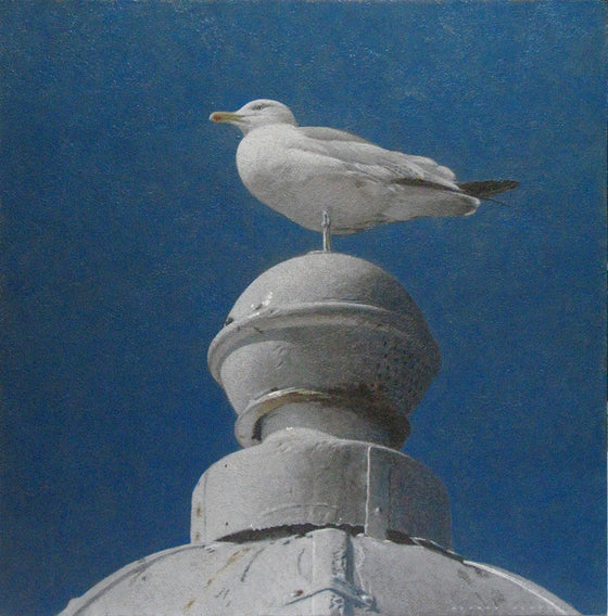 Gull, Smeaton's Pier, Lighthouse, St Ives