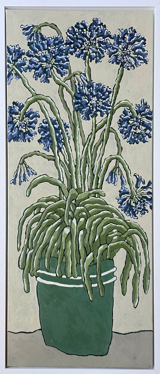 Agapanthus